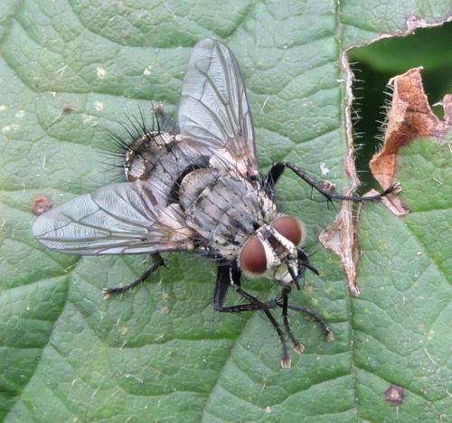 Linnaemya sp.